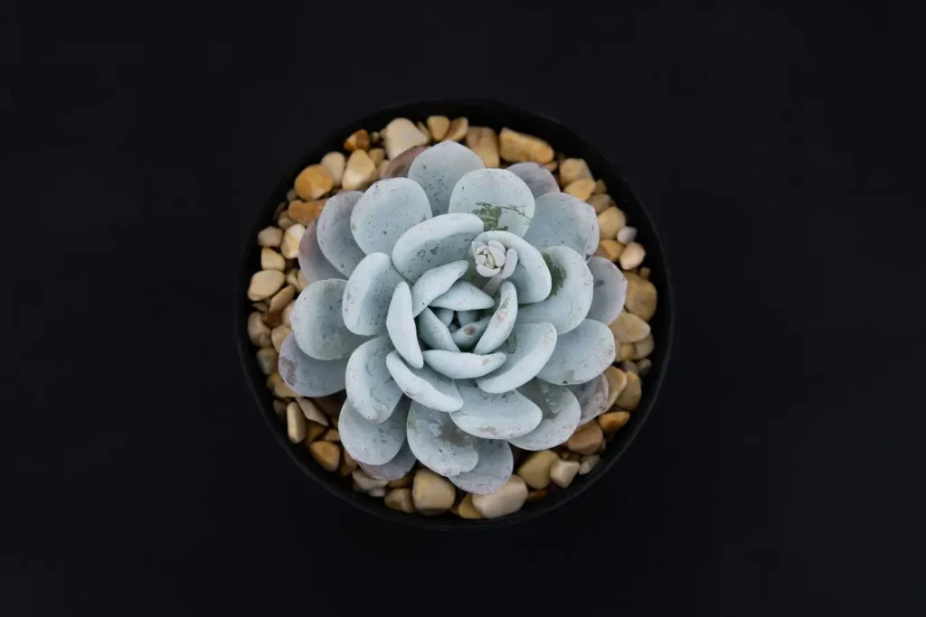 ¿La Reina de las Echeverias?