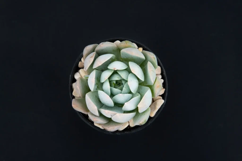 ¿Sedum, Graptopetalum o Echeveria?