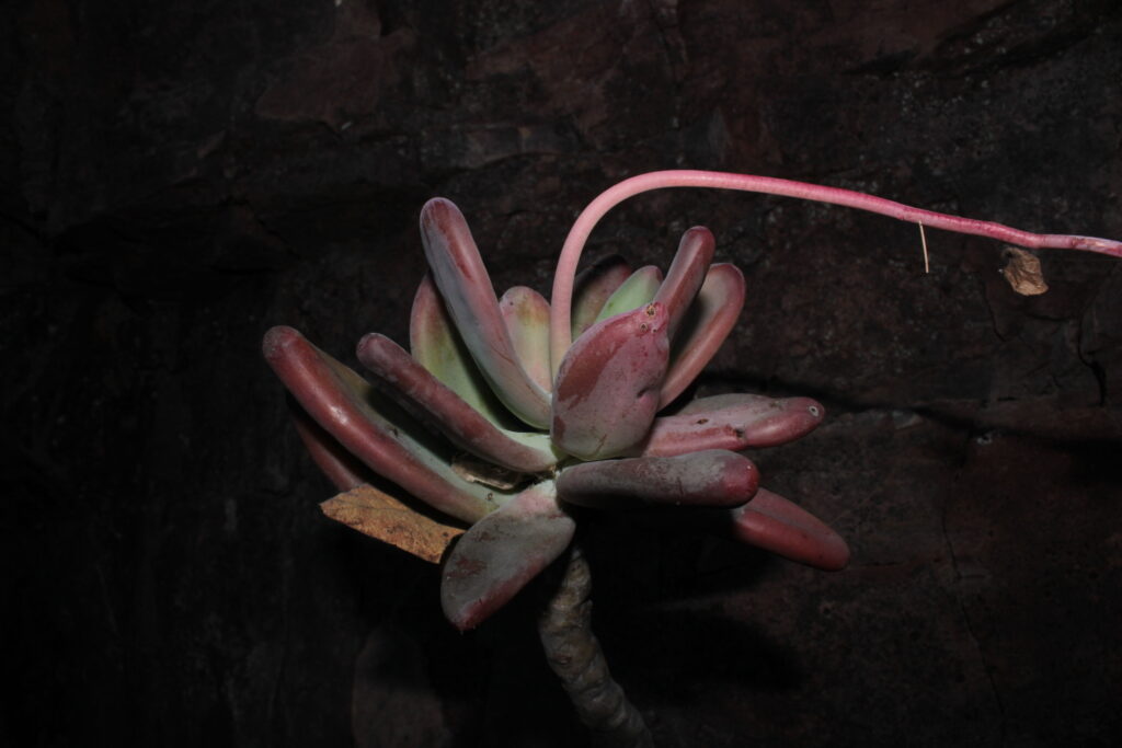 ¡Nueva especie de suculenta de Durango, México! 