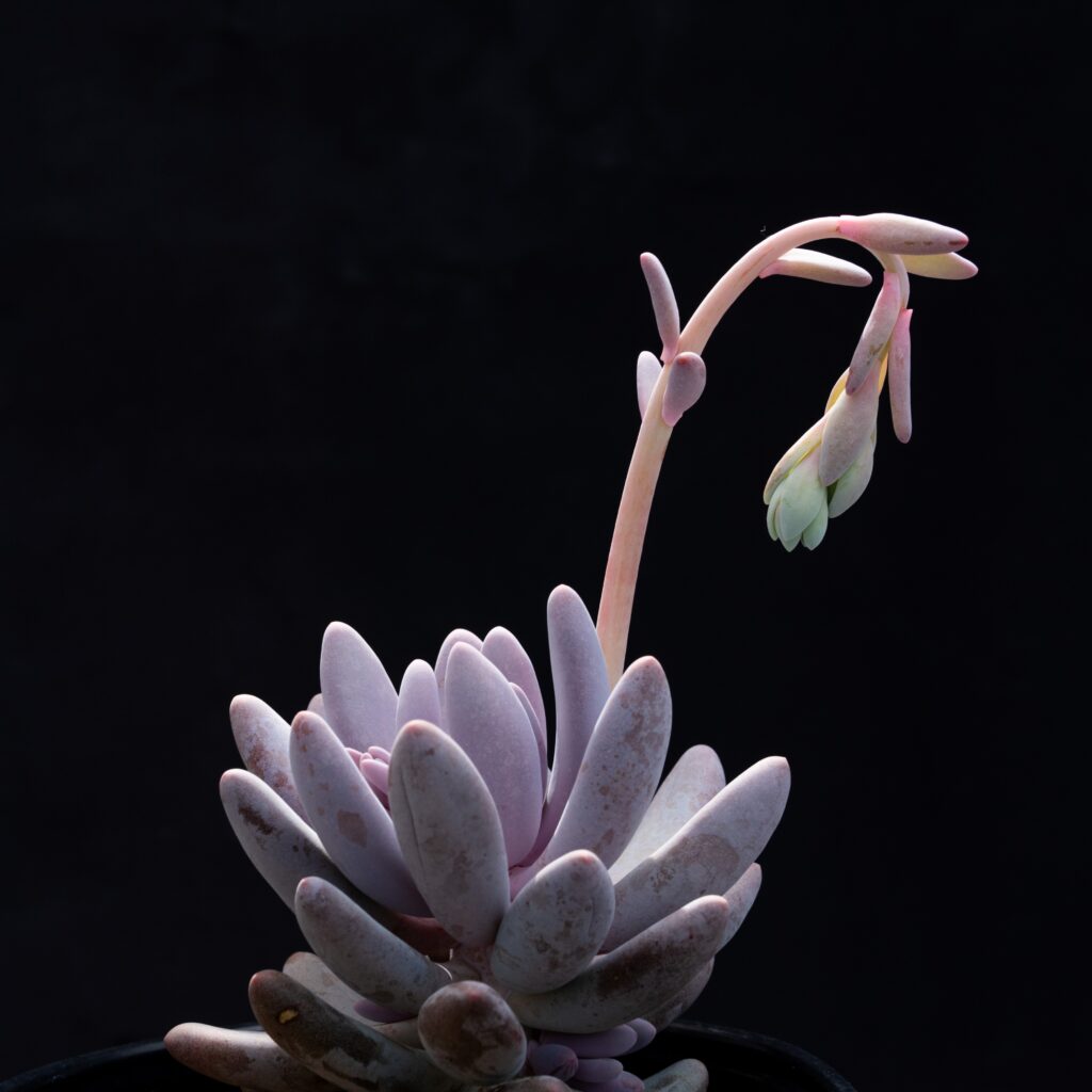 ¿Un Pachyphytum?