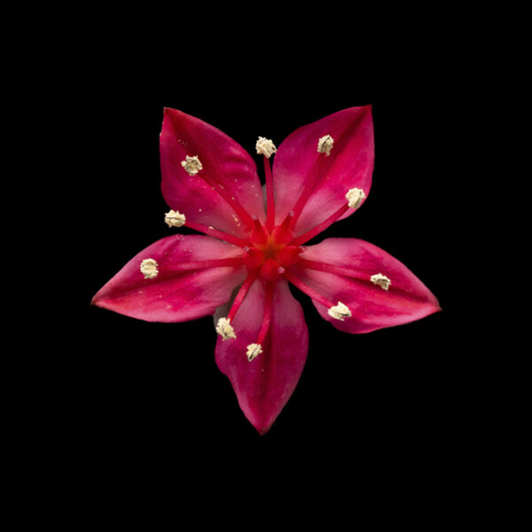 Graptopetalum bellum