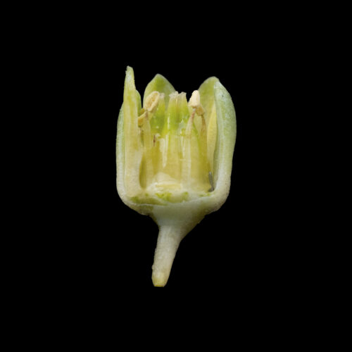 Pachyphytum coeruleum