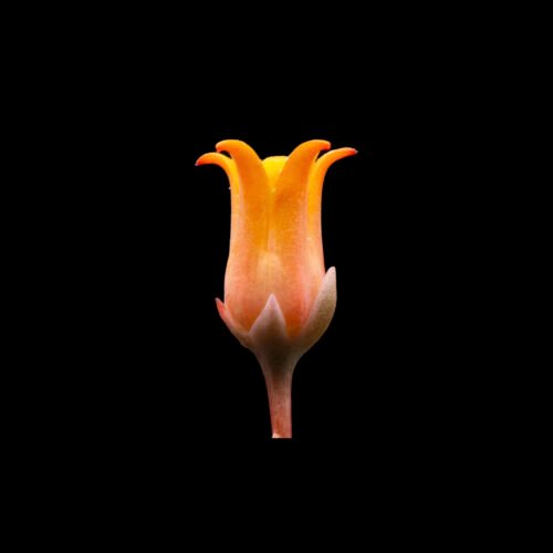 Echeveria cuspidata var. cuspidata