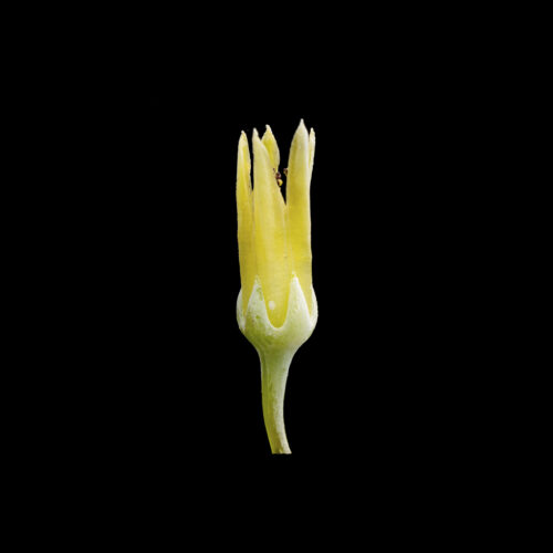 Dudleya brittonii