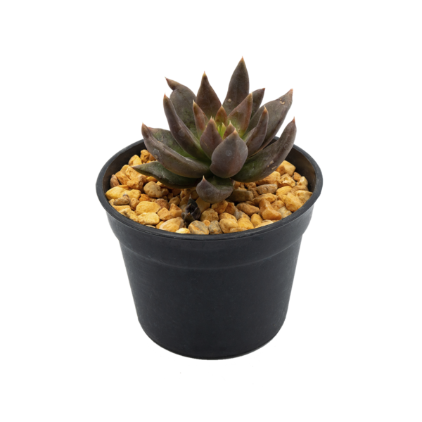 Echeveria affinis