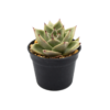 Echeveria agavoides