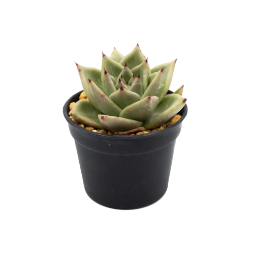 Echeveria agavoides