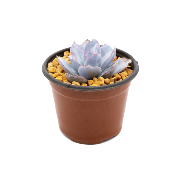 Echeveria cante