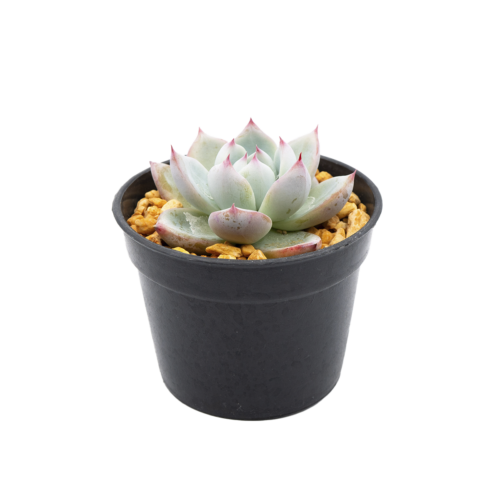 Echeveria colorata
