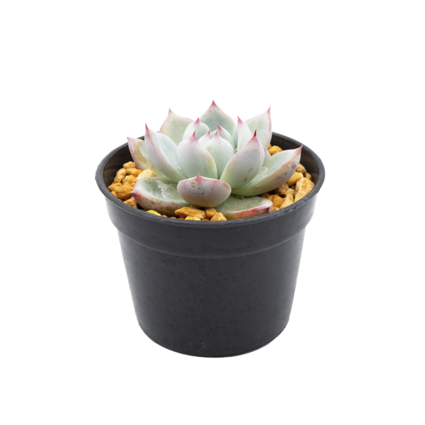Echeveria colorata