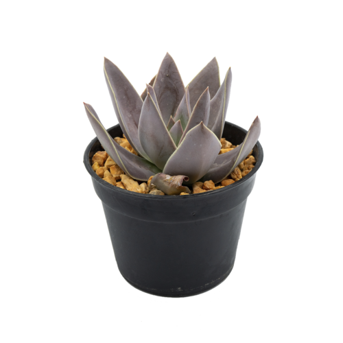 Echeveria kristenii