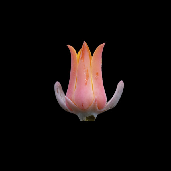Echeveria peacockii