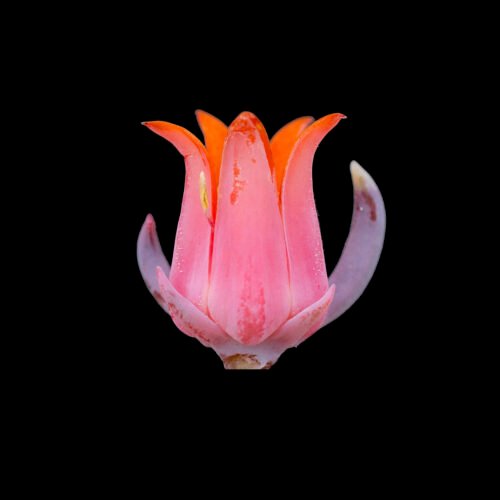 ESHAV Echeveria shaviana