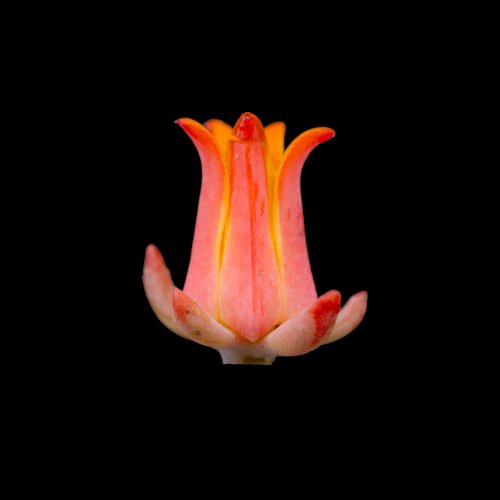 ESTRI Echeveria strictiflora