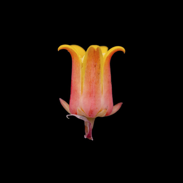 Echeveria subalpina