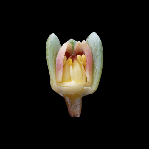 Pachyphytum garciae