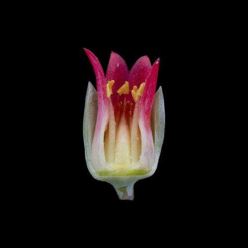 Pachyphytum glutinicaule