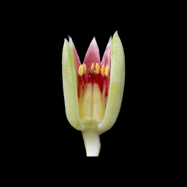 Pachyphytum kimnachi