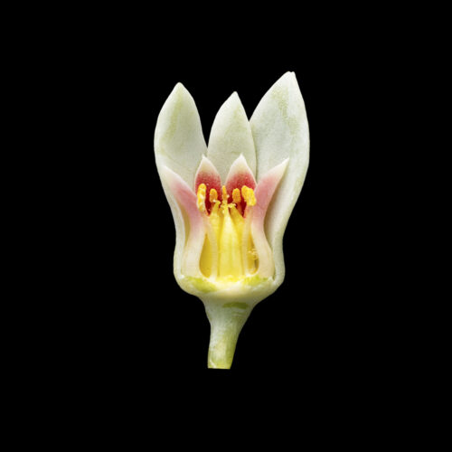 Pachyphytum oviferum