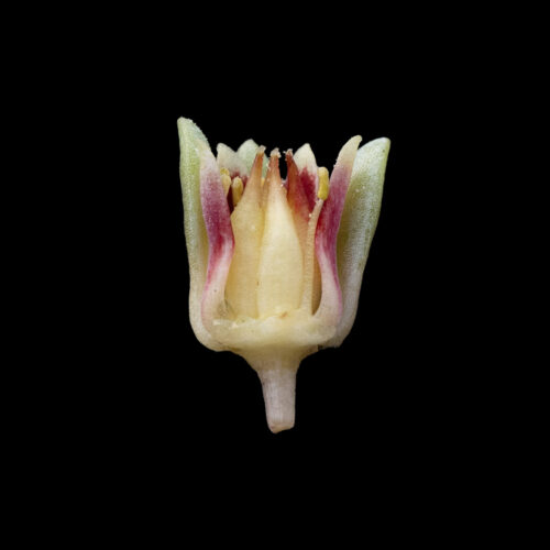 Pachyphytum rzedowskii