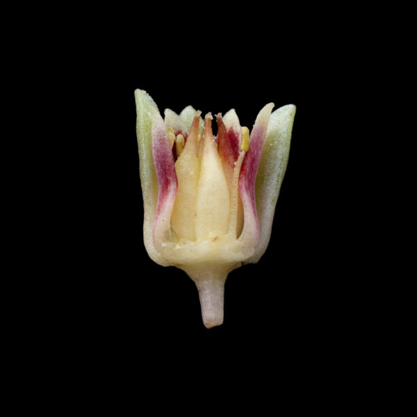 Pachyphytum rzedowskii