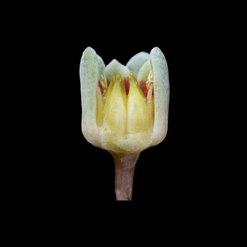 Pachyphytum saltense