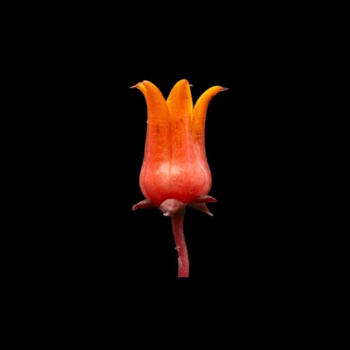 Echeveria tolimanensis