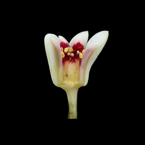 Pachyphytum werdermannii