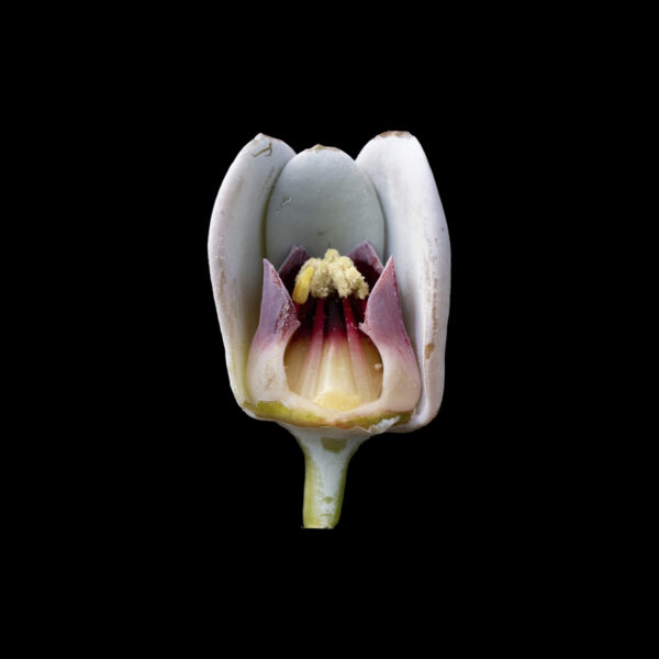 Pachyphytum longifolium