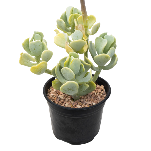 Sedum alexanderi