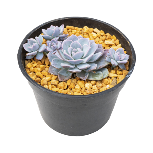 Sedum alienum