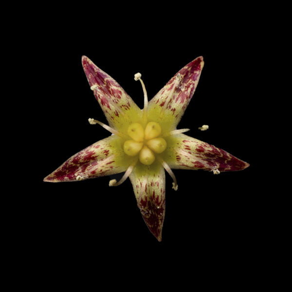 Graptopetalum amethystinum