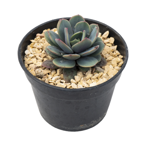 Echeveria andreae