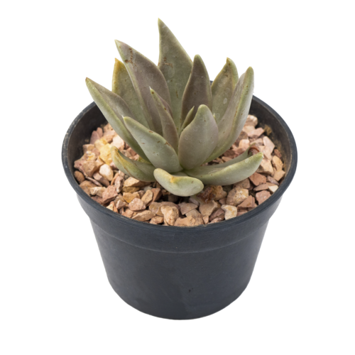 Echeveria bifida