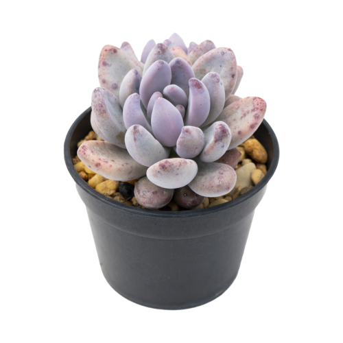 Pachyphytum brachetii