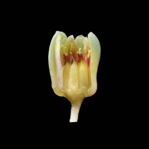 Pachyphytum brachetii