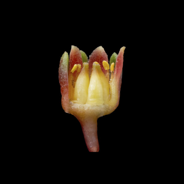 Pachyphytum brevifolium