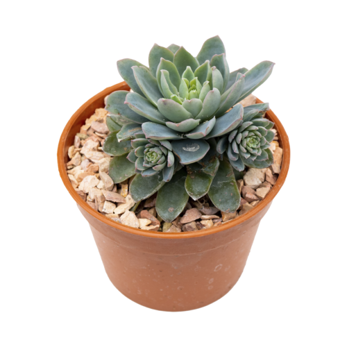Echeveria chazaroi