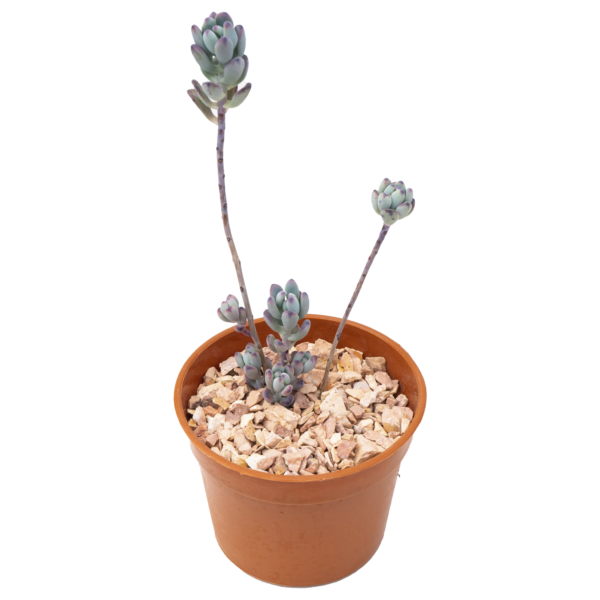 Sedum commixtum