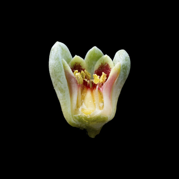 Pachyphytum contrerasii