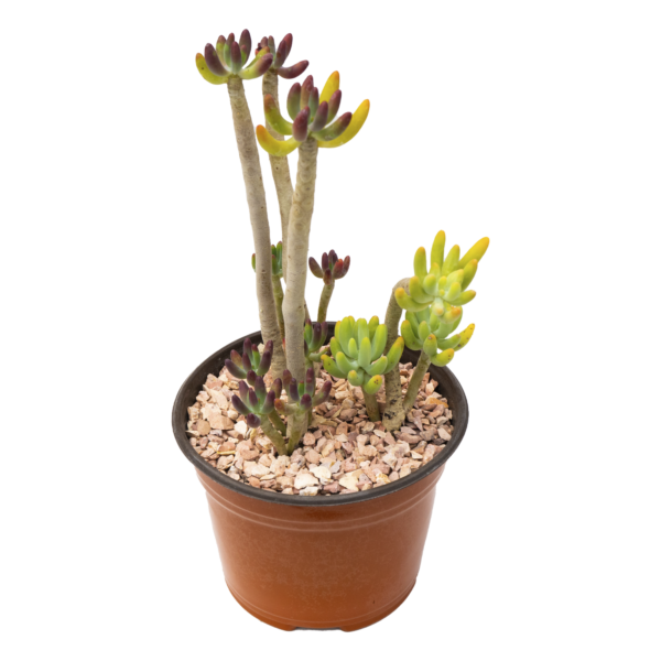 Sedum corynephyllum