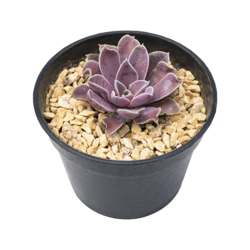 Echeveria diffactens
