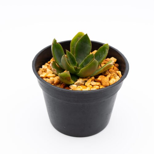 Echeveria racemosa var. citrina