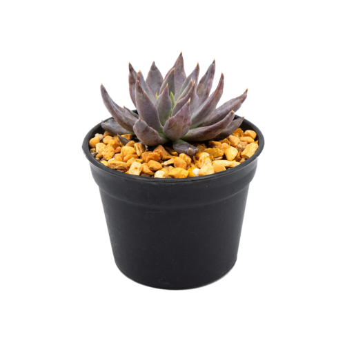 Echeveria craigiana