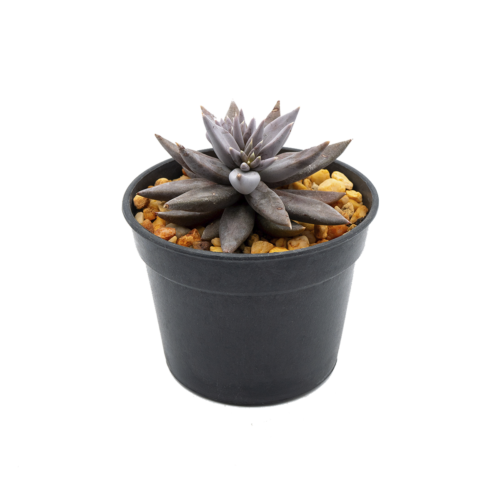 Echeveria humilis