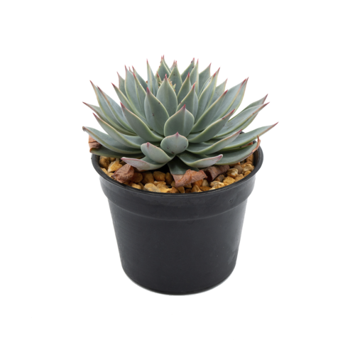 Echeveria subalpina