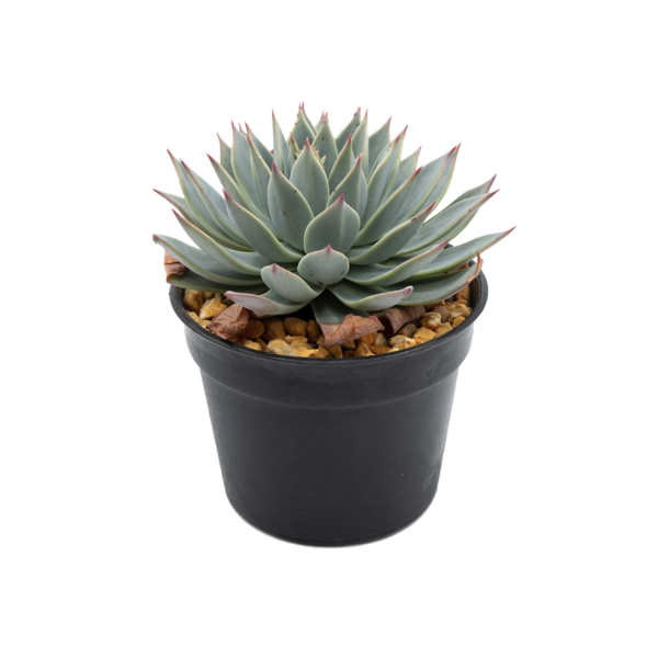 Echeveria subalpina