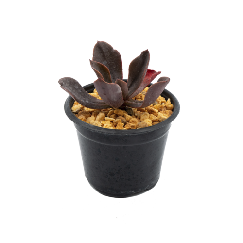 Echeveria xochipalensis