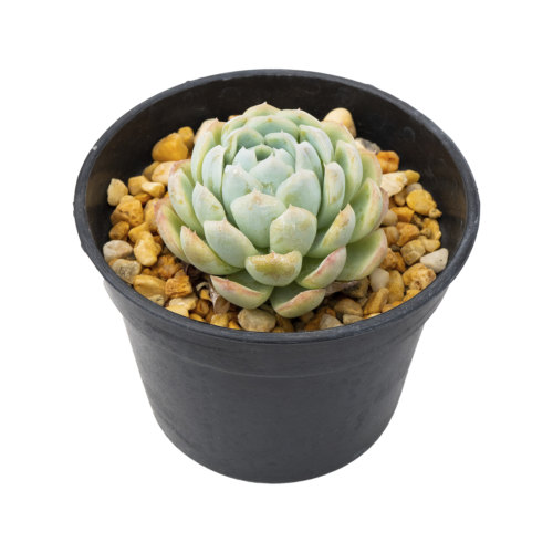 Echeveria elegans