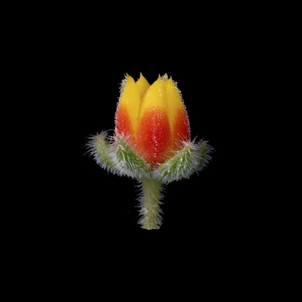 Echeveria setosa var. ciliata